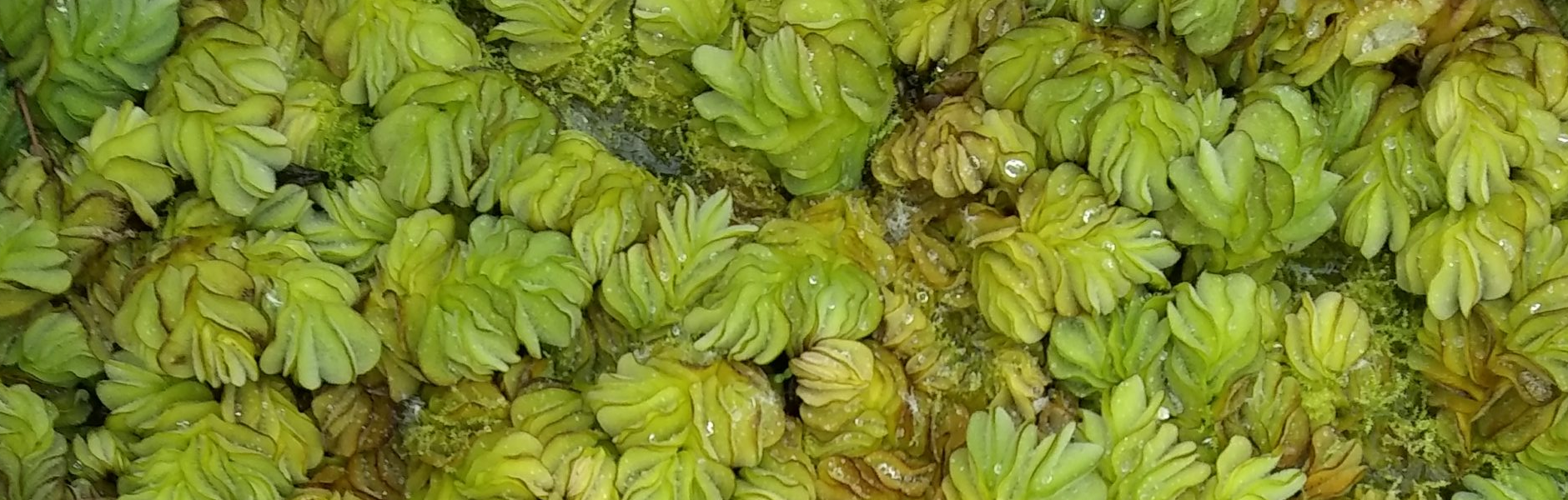 azolla