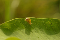 Snail on milkweed leaf