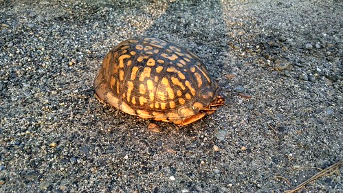 Bix Turtle