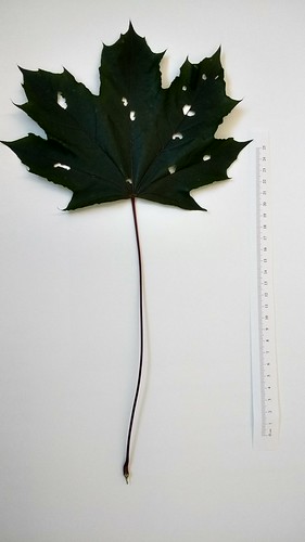Acer platanoides leaf