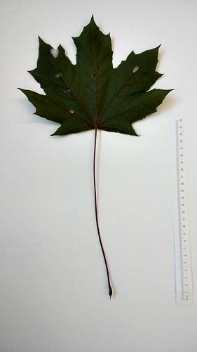 Acer platanoides leaf