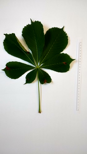 Aesculus leaf
