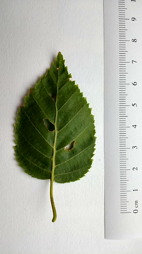 Betula leaf