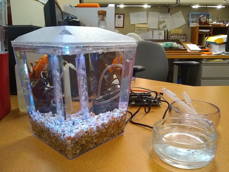 Aquarium for Planarians