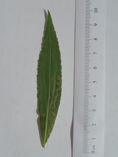 Goldenrod Leaf Miner