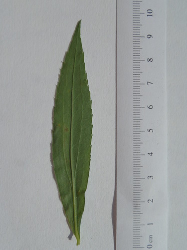 Goldenrod Leaf Miner