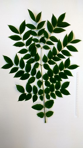 Gymnocladus leaf