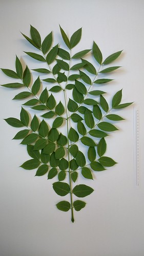 Gymnocladus leaf
