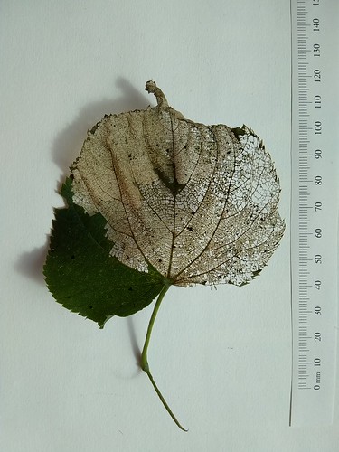 Tilia leaf