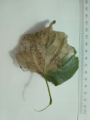 Tilia leaf