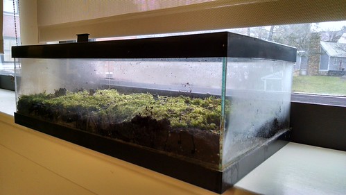 Moss Terrarium