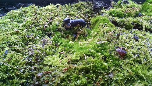Inside Moss Terrarium