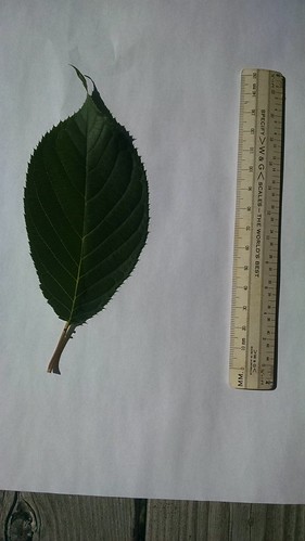 Prunus sargentii leaf