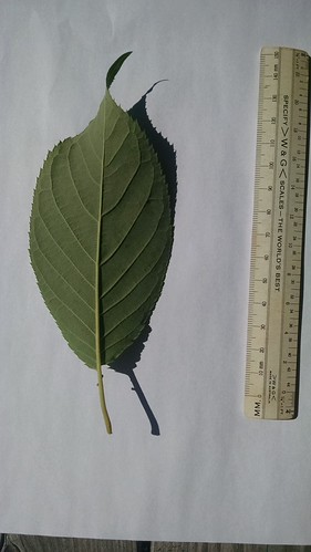 Prunus sargentii leaf