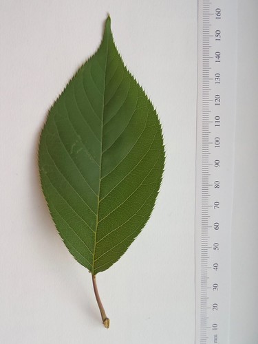 Prunus serrulata "Kwanzan"