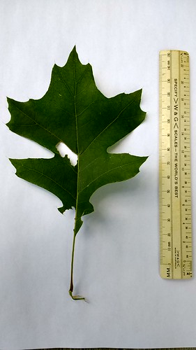 Quercus leaf