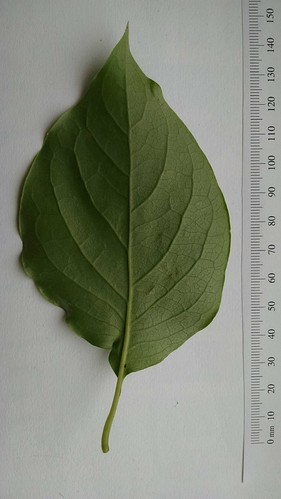 Syringa reticulata leaf