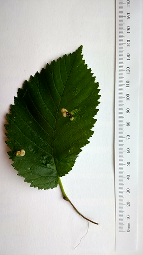 Ulmus leaf