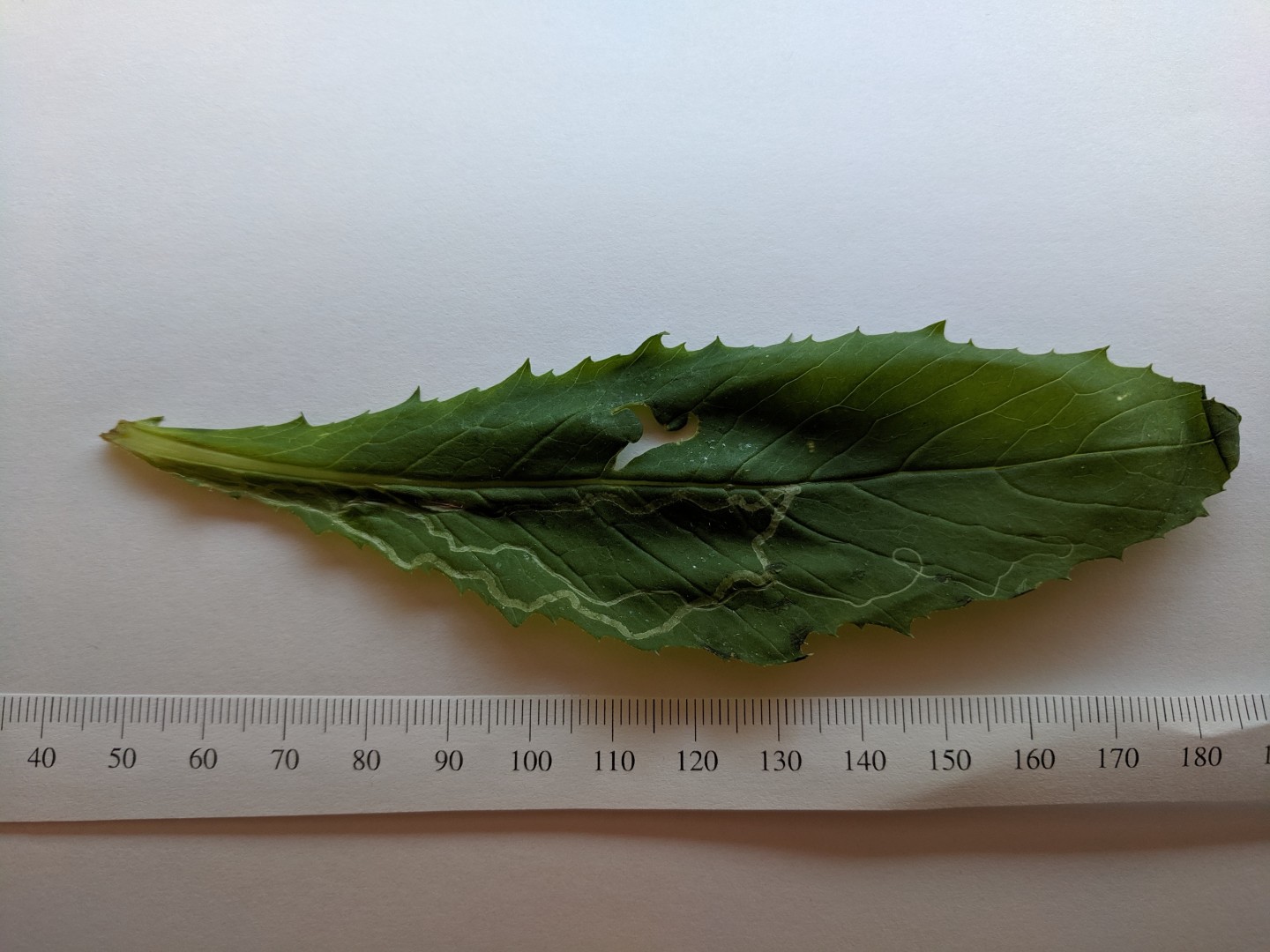 Leaf Miner