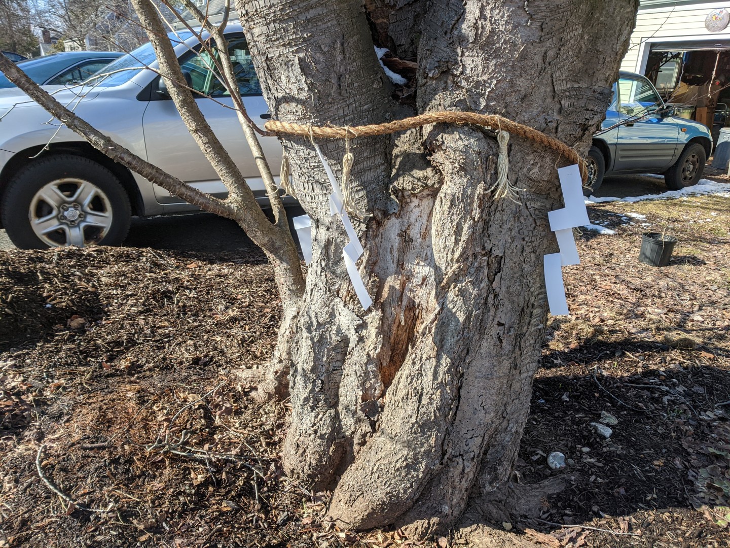 shimenawa on sakura tree